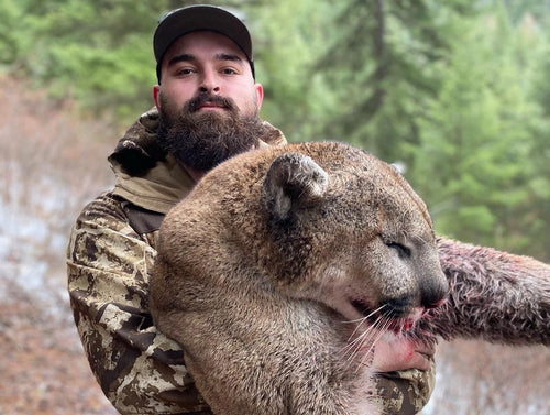 Montana Mountain Lion Hunt