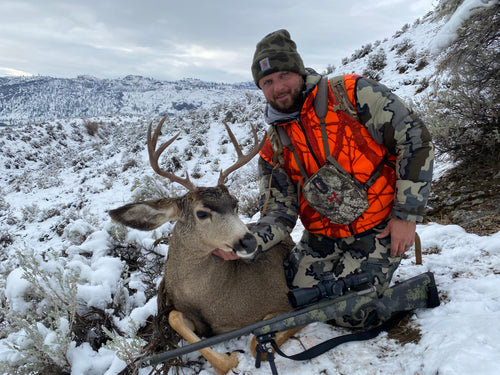 Mule Deer