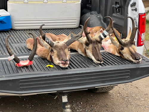 Antelope