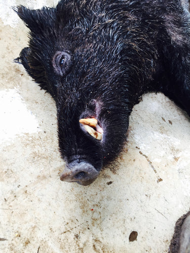 Hogs