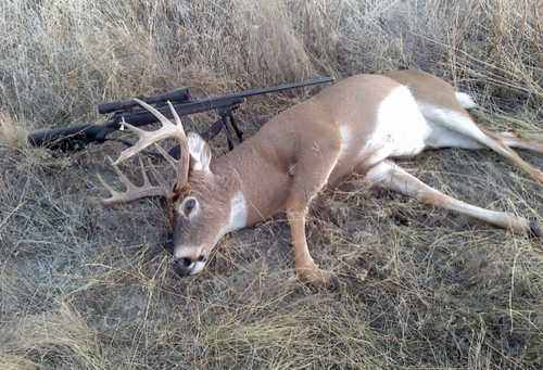 White Tail Deer