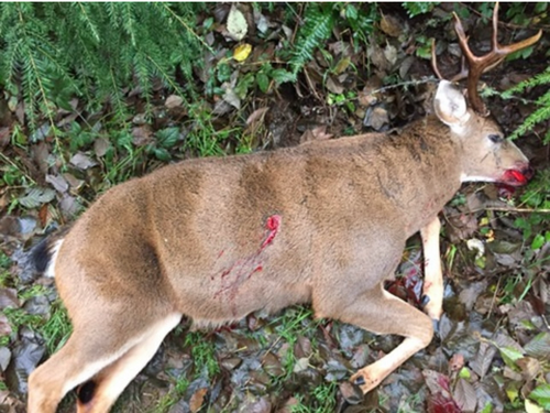 Western Washington Blacktail Deer hunt