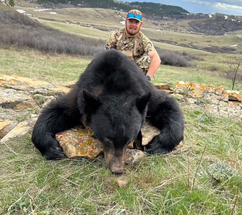 Southern Montana Spring Bear Hunt