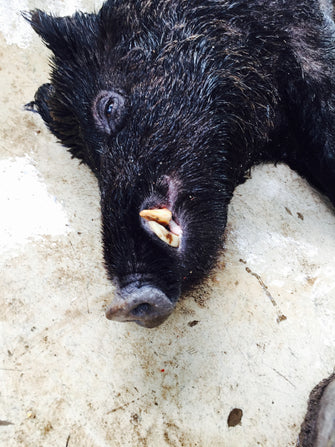 Hogs