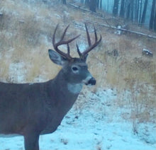 White Tail Deer
