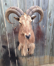 Taxidermy